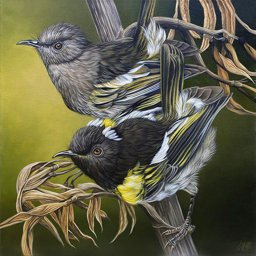 Craig Platt nz bird artist, Hihi, Oil on canvas